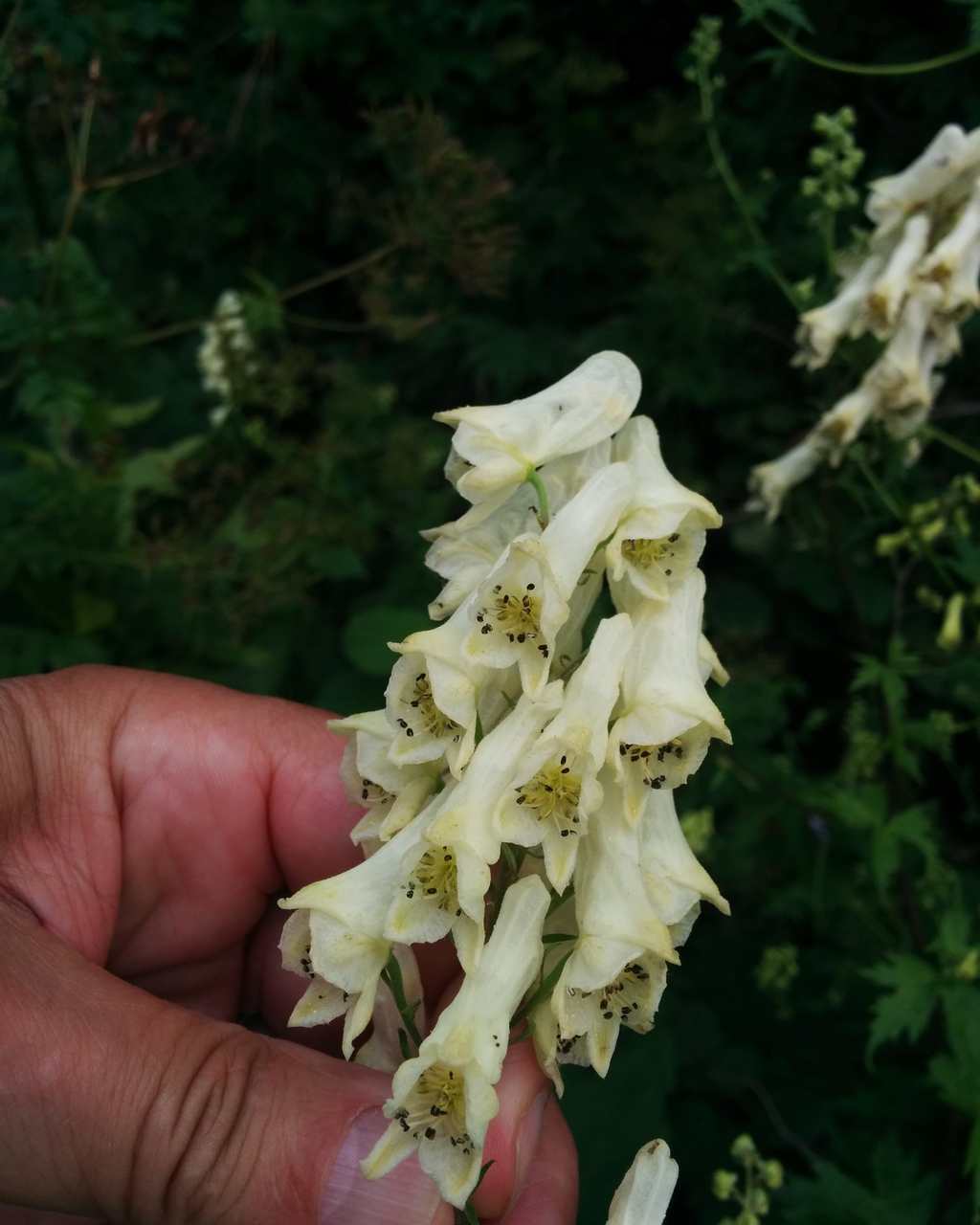 Aconitum lycoctonum